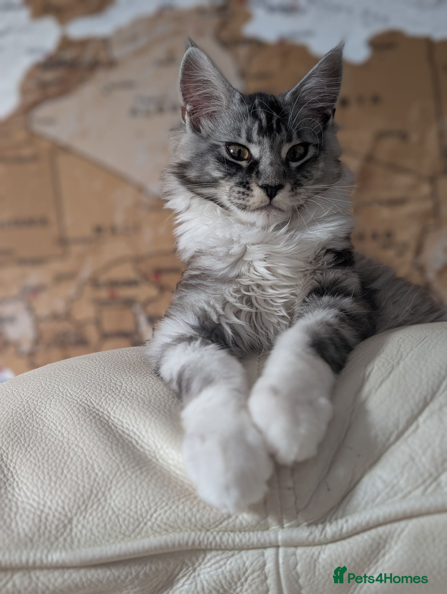 Maine Coon cats Male Maine Coon Kitten. Both parents can be seen  - Advert 1
