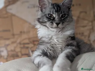 Maine Coon cats Male Maine Coon Kitten. Both parents can be seen - Advert 1