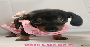 Miniature Dachshund dogs - Advert 3
