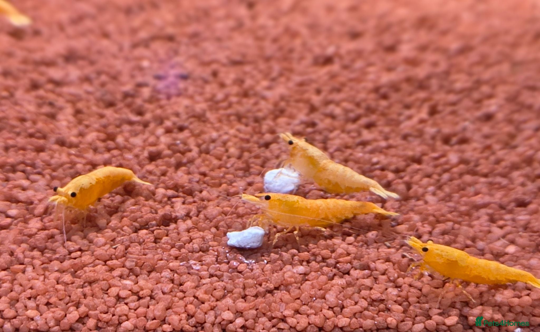 Shrimps fish Gold Yellow Cherry Shrimp  - Advert 1