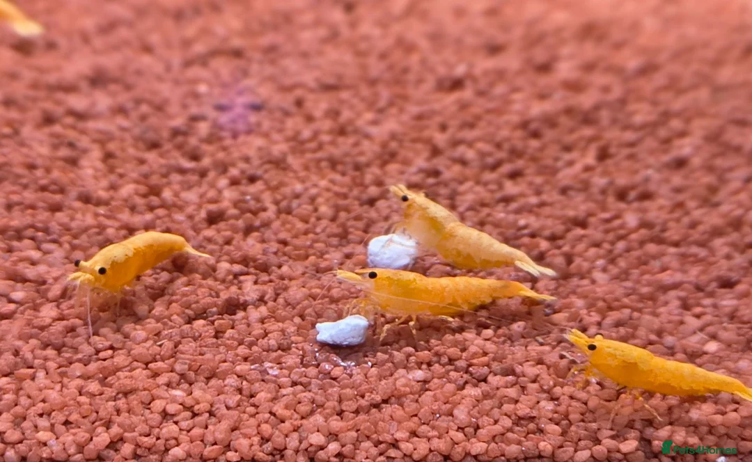 Shrimps fish for sale: Gold Yellow Cherry Shrimp  - Advert 1