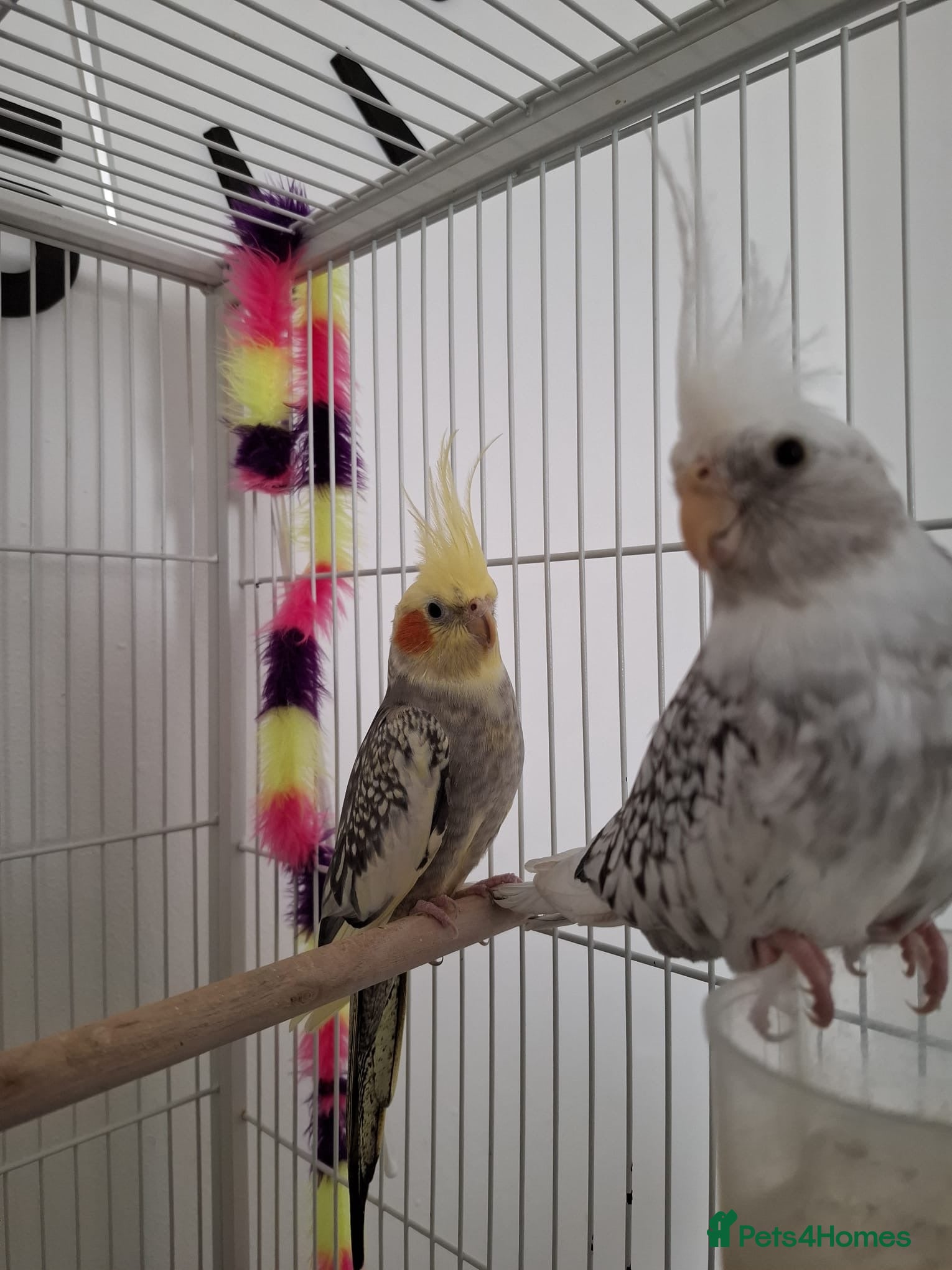 Cockatiels birds Selling two cocktails with cage. Open to offers - Advert 3