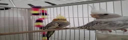 Cockatiels birds for sale: Selling two cocktails with cage. Open to offers - Advert 1