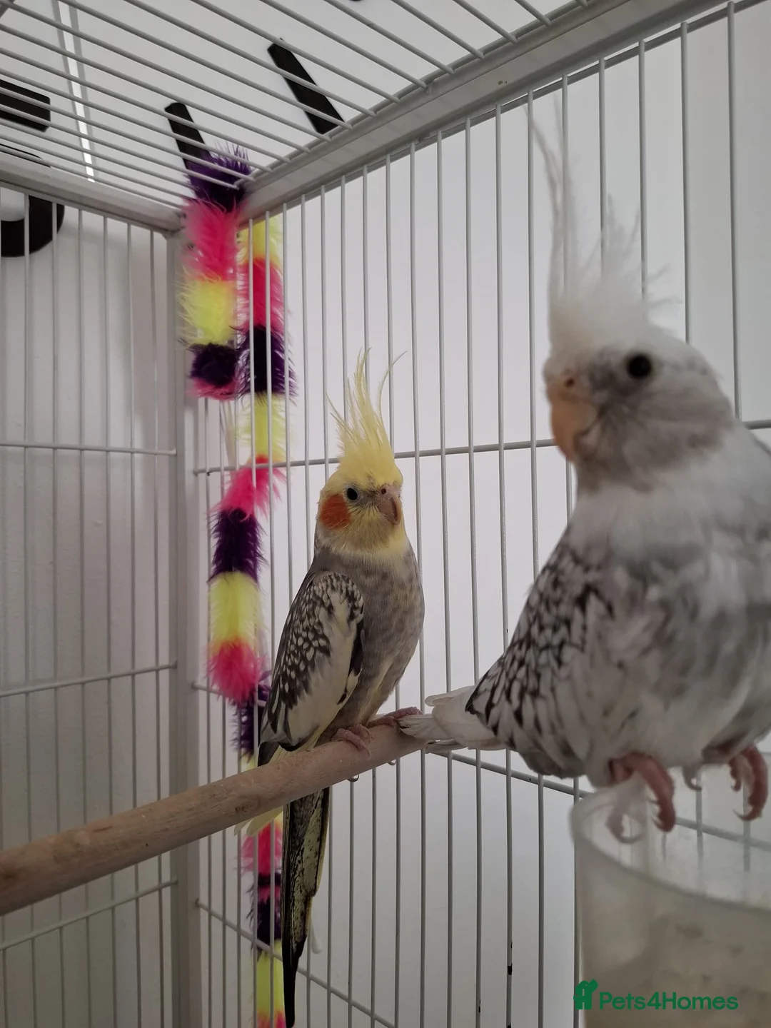 Cockatiels birds for sale: Selling two cocktails with cage. Open to offers - Advert 1