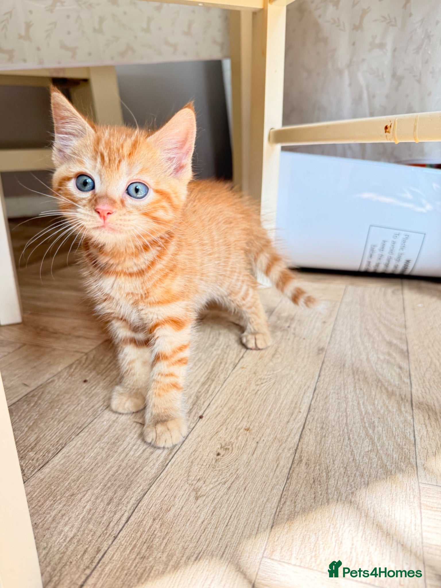 Mixed Breed cats Kittens for sale, mixed breed  - Advert 1