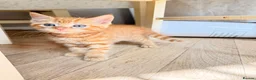 Mixed Breed cats for sale: Kittens for sale, mixed breed  in Cwmbran - Advert 1
