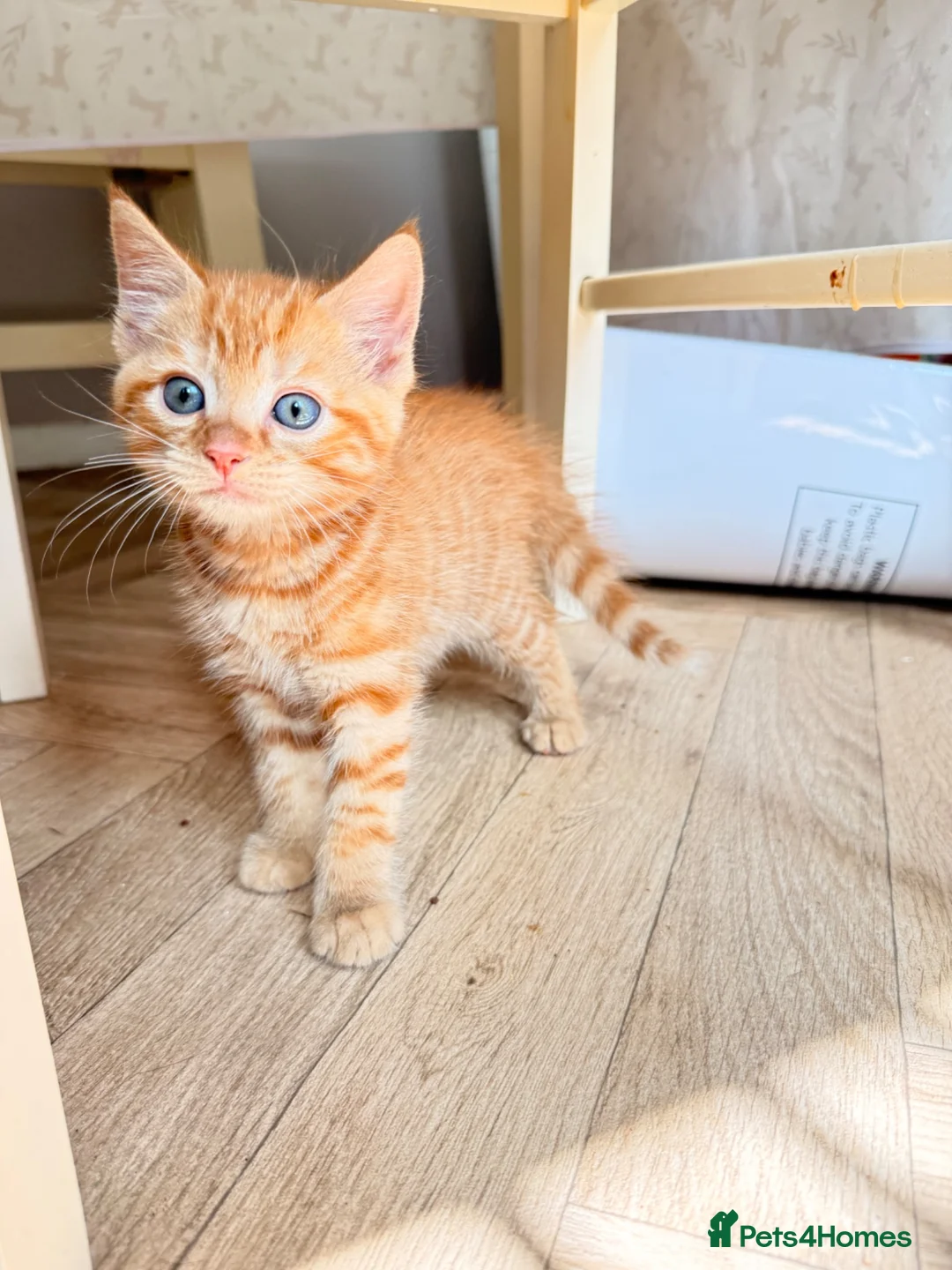 Mixed Breed cats for sale: Kittens for sale, mixed breed  in Cwmbran - Advert 1