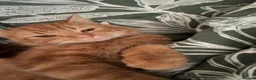 Mixed Breed cats for sale: Ginger cat  in Corby - Advert 2