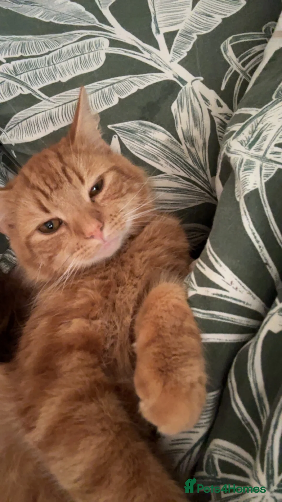 Mixed Breed cats for sale: Ginger cat  in Corby - Advert 2
