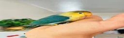 Lovebirds birds for sale: Tame Lovebird Babies – Rare Colours - Advert 2