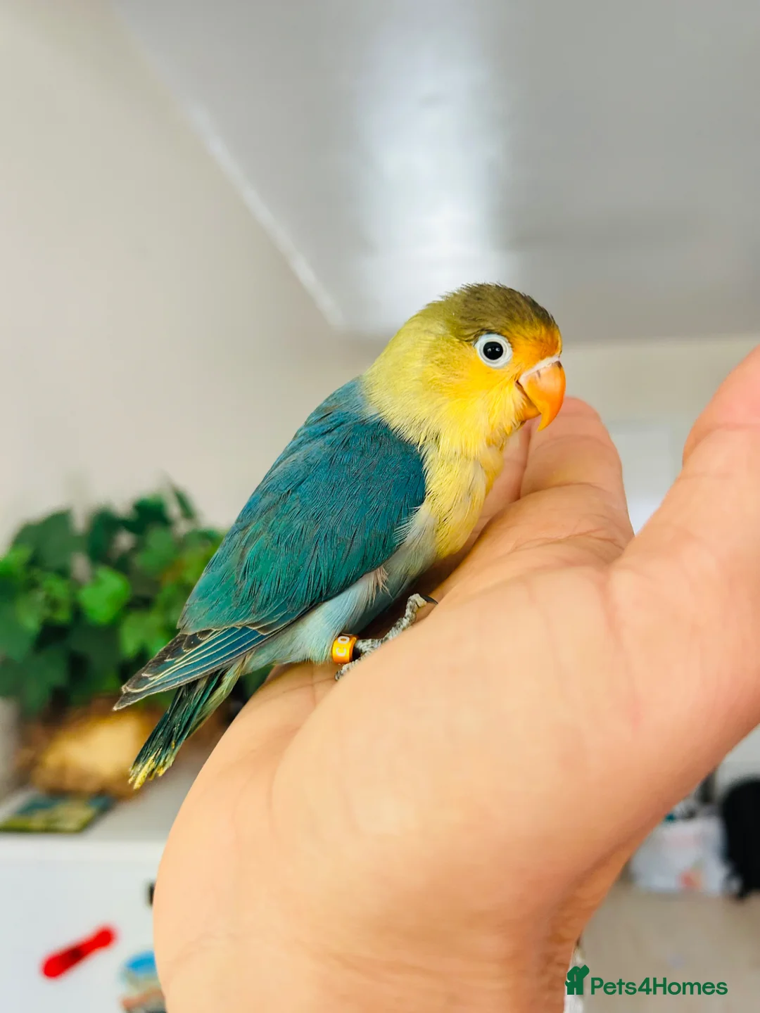 Lovebirds birds for sale: Tame Lovebird Babies – Rare Colours - Advert 2