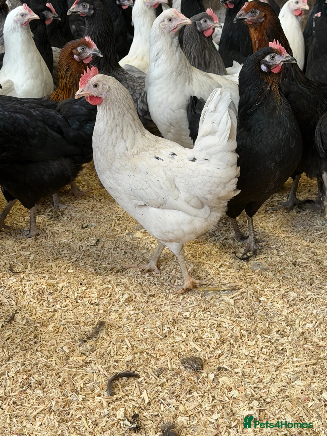 Chickens poultry for sale: Rainbow egg layers at point of lay  - Advert 6