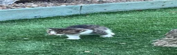 Mixed Breed cats for sale: BSH mixed breed kittens - Advert 21