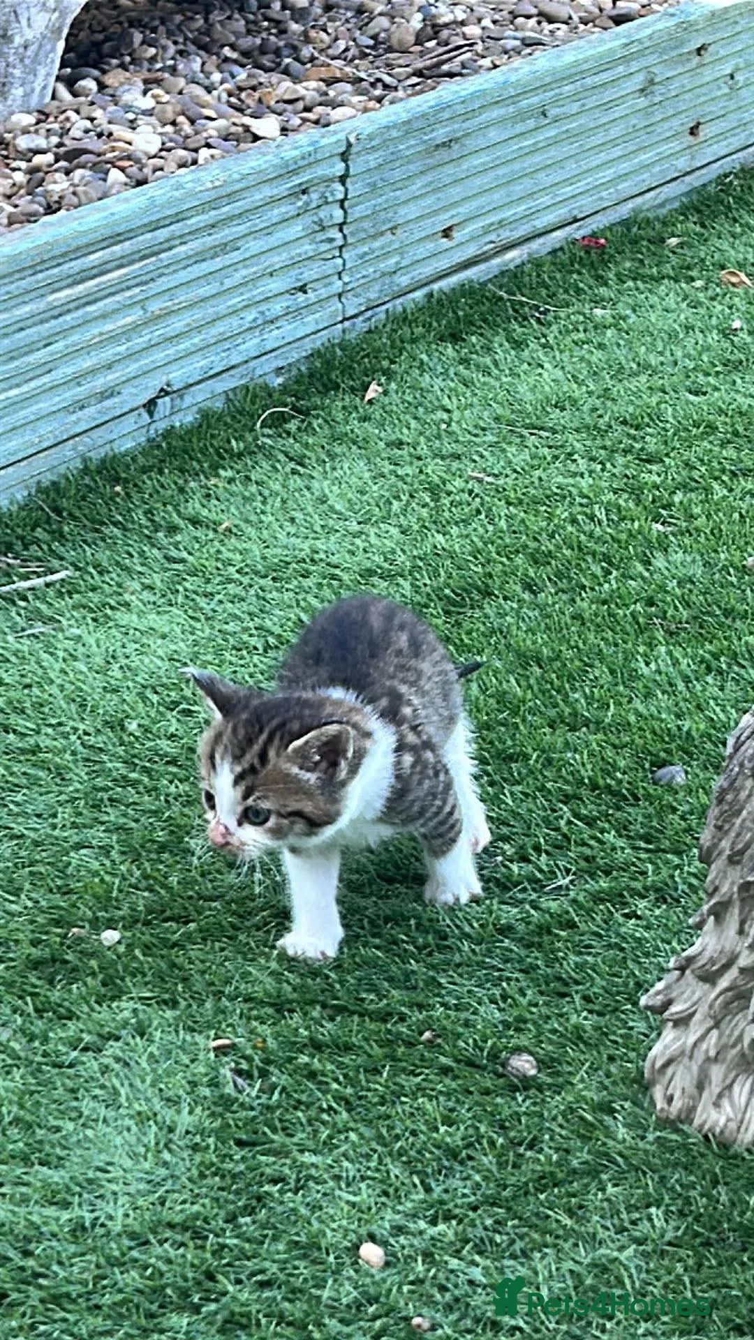 Mixed Breed cats for sale: BSH mixed breed kittens - Advert 21