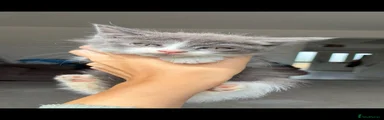 Mixed Breed 1