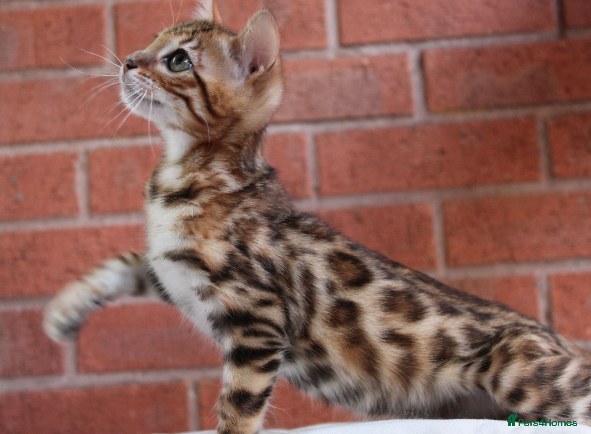 Bengal cats 🔥Beautiful Bengal available🔥 - Advert 1