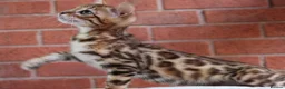 Bengal cats for sale: 🔥Beautiful Bengal girl available🔥 - Advert 20