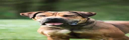 Boerboel dogs for sale: Waitlist now open - Advert 4