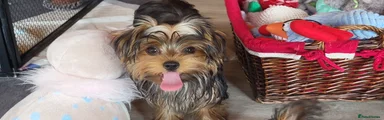 Yorkshire Terrier 2