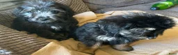 Mixed Breed dogs for sale: Beautiful cockerpoo cross puppies  - Advert 7