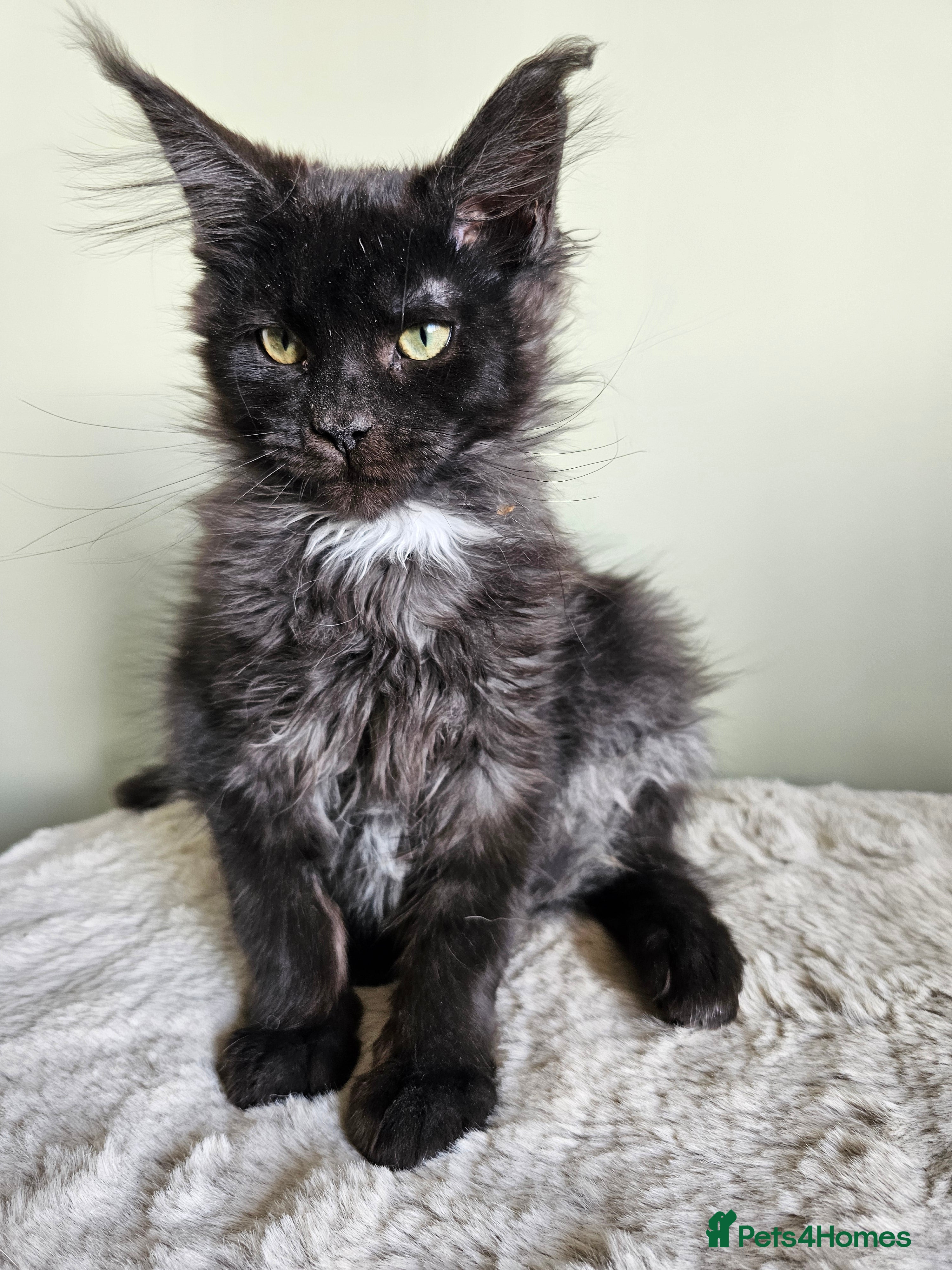 Maine Coon cats Maine Coon kittens looking for loving homes - Advert 3