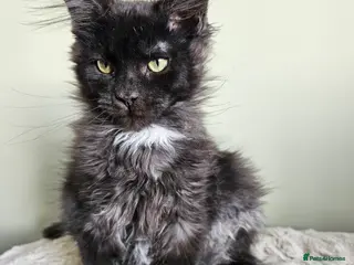 Maine Coon cats Maine Coon kittens looking for loving homes - Advert 3