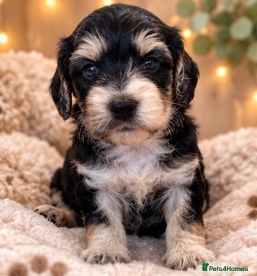 Cockapoo dogs Beautiful f1 cockapoo puppies  - Advert 1
