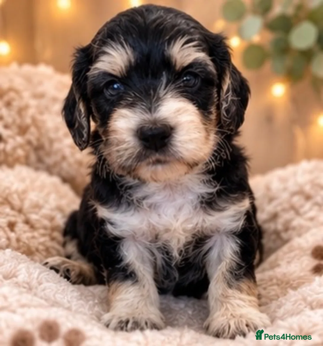 Cockapoo dogs for sale: Beautiful f1 cockapoo puppies  - Advert 2