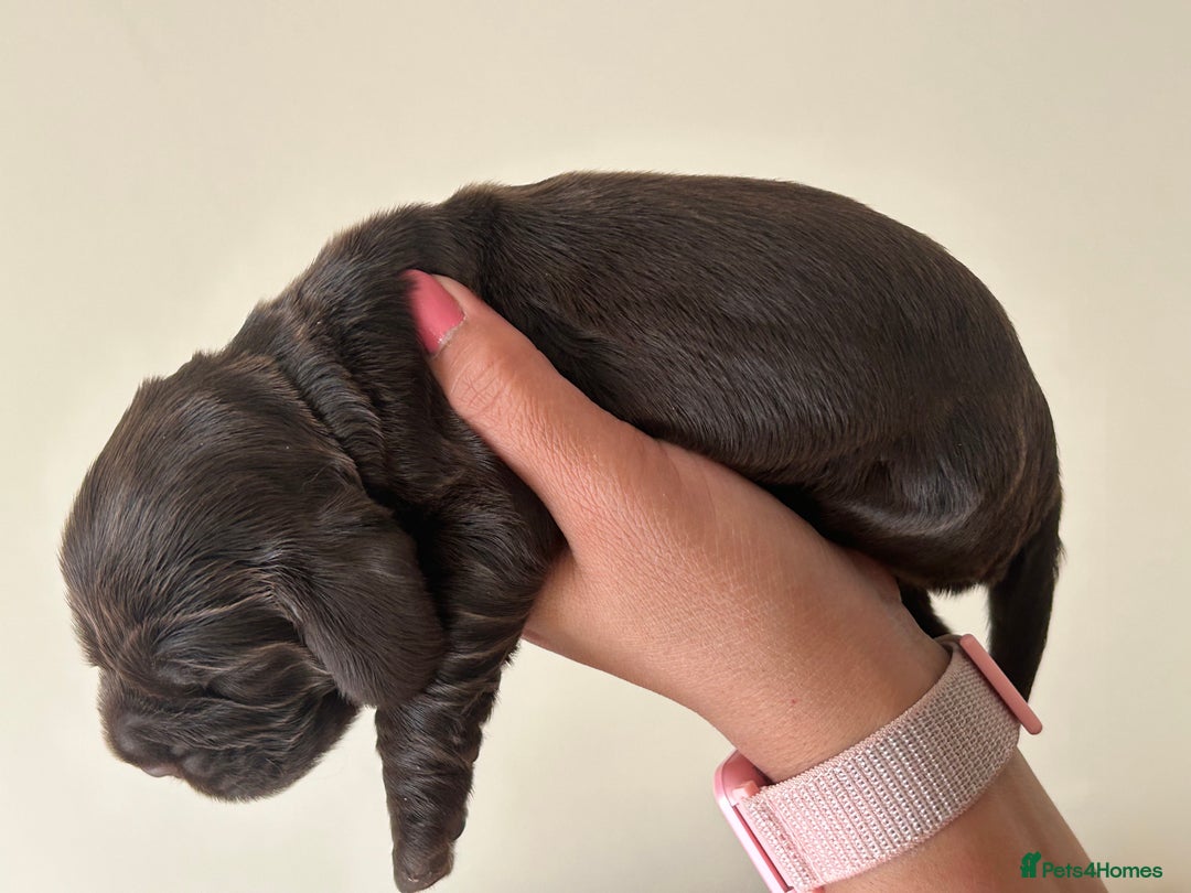 Cocker Spaniel dogs for sale: 🐾🐶 SHOW TYPE COCKER SPANIELS🐶🐾 - Image 27