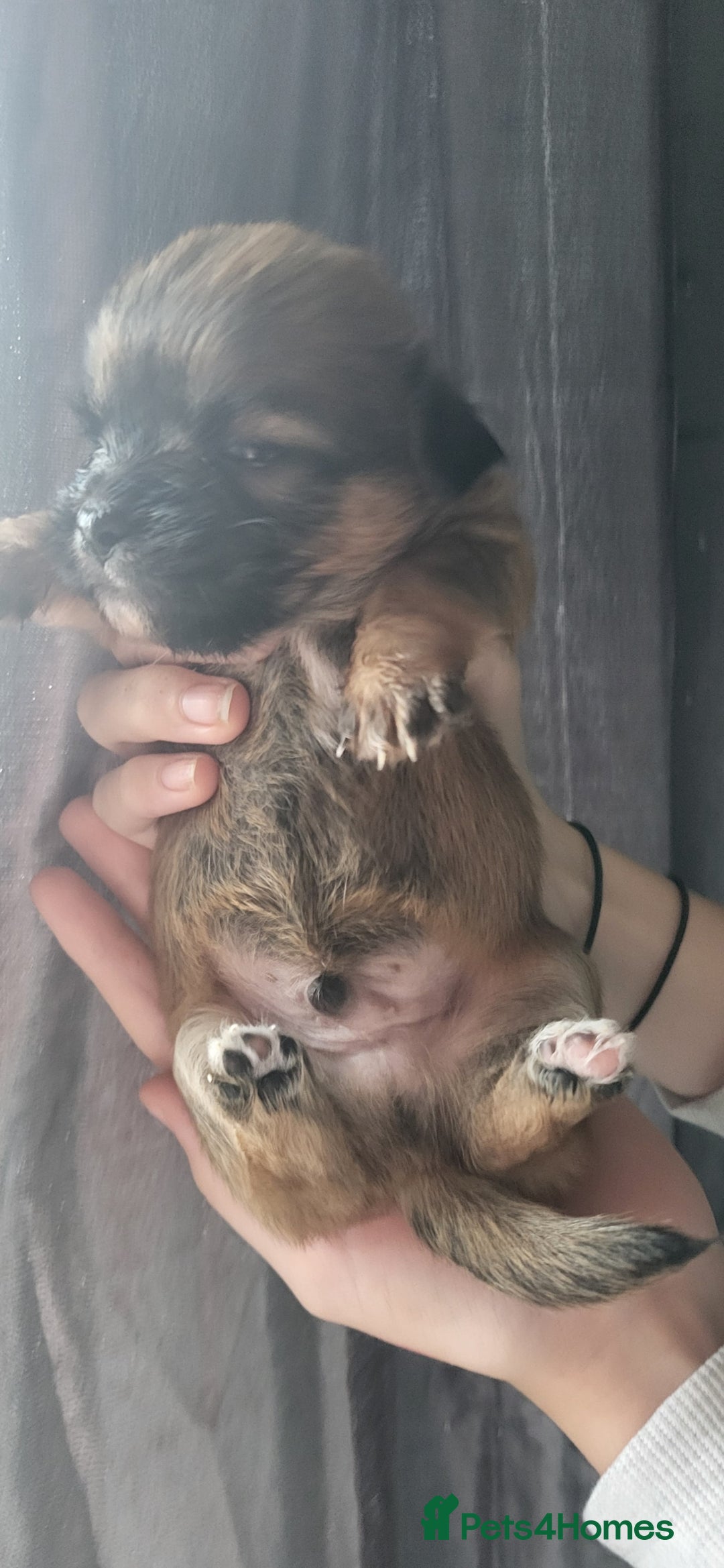 Mixed Breed dogs for sale: Beautiful puppy's 2 girls 2 boys - Image 5