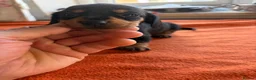 Miniature Dachshund dogs for sale:  Last Black and Tan girls remaining  - Advert 4
