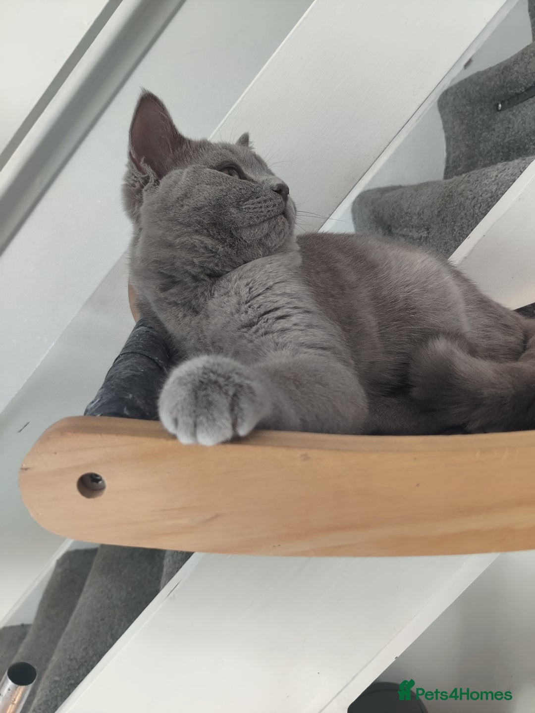 Scottish Fold cats for sale: Scottish straight boys for sale  - Advert 3