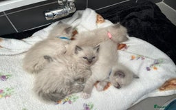 Ragdoll cats for sale: Stunning Bluepoint Ragdoll kittens!  - Image 19