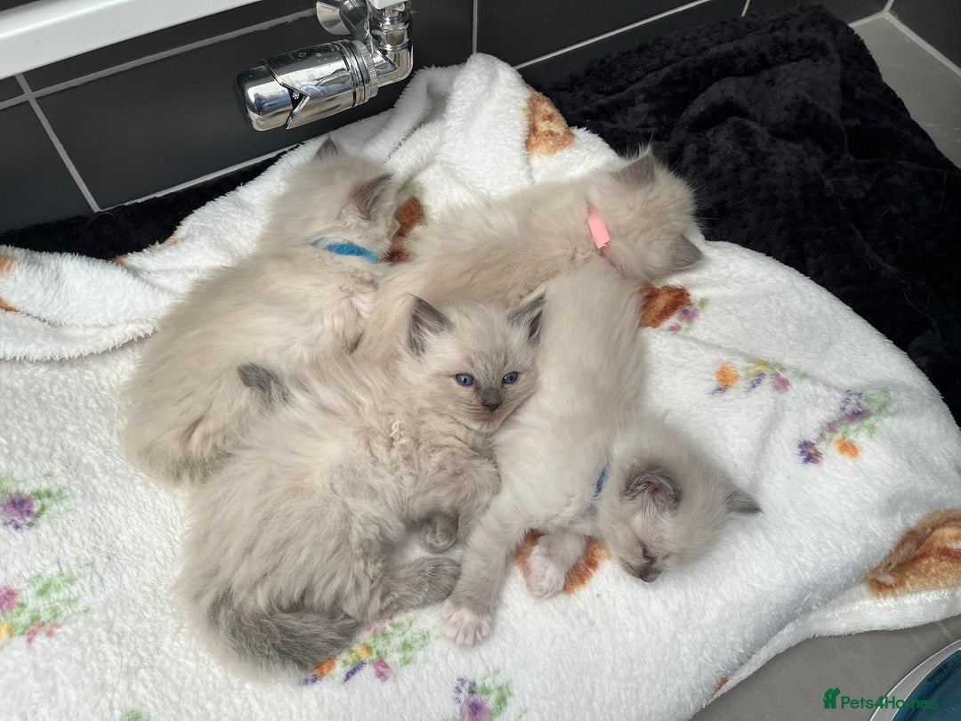 Ragdoll cats for sale: Stunning Bluepoint Ragdoll kittens!  - Image 19