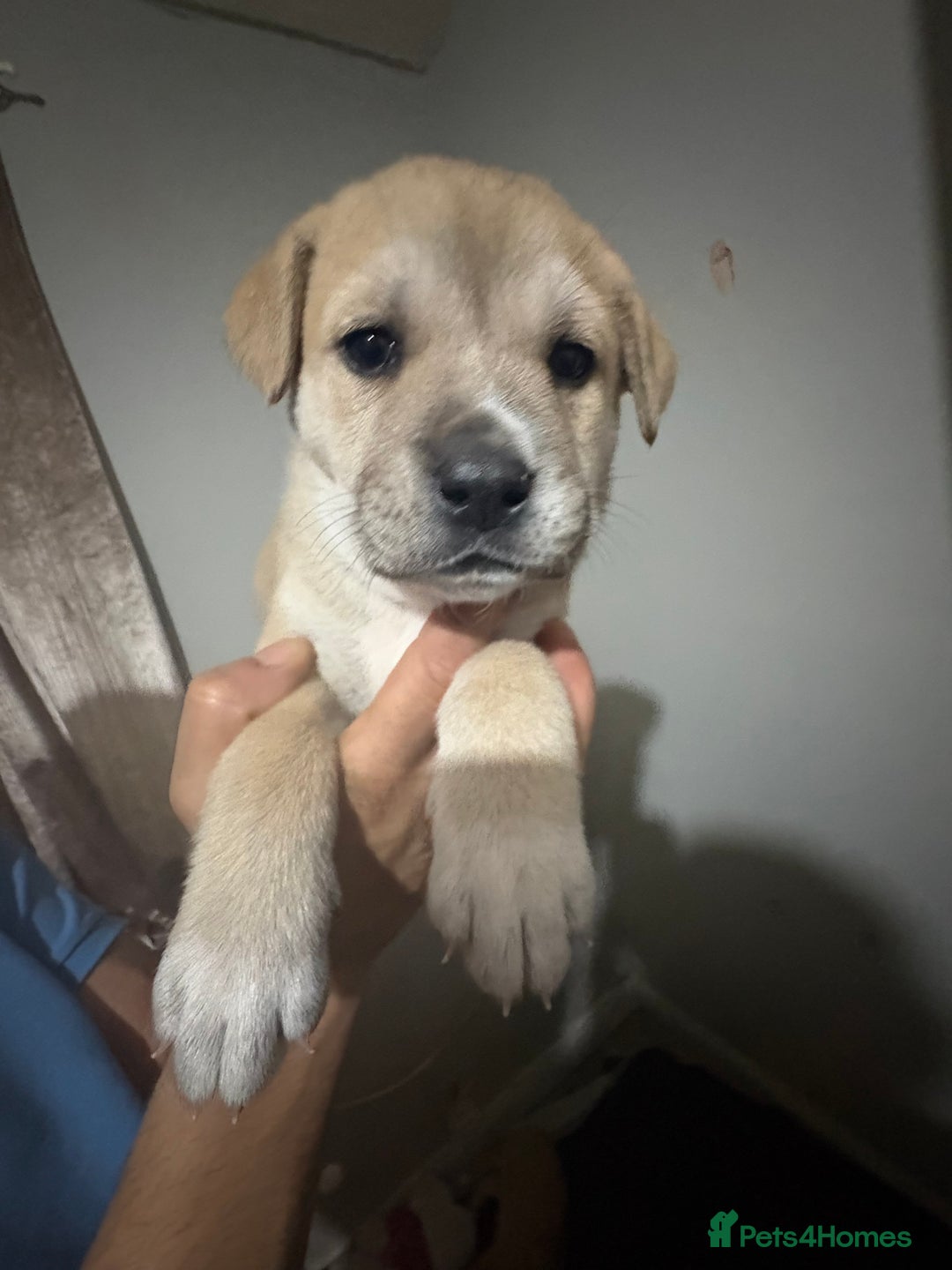 Mixed Breed dogs for sale: american akita  - Advert 27