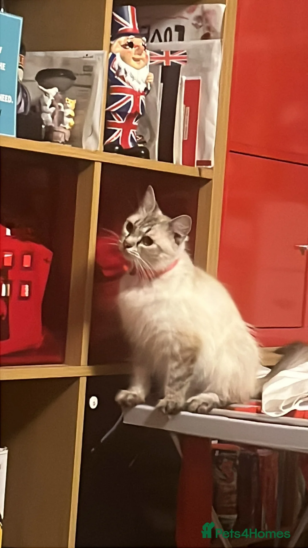 Mixed Breed cats for sale: Rag doll cross kittens - Advert 2