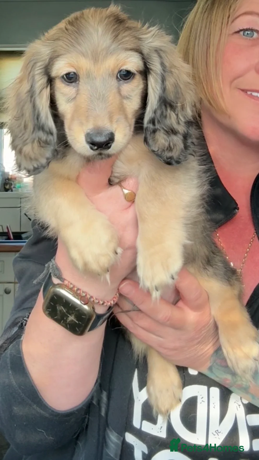 Miniature Dachshund dogs for sale: Shaded cream miniature dachshunds  - Advert 1