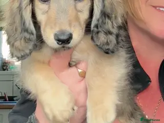 Miniature Dachshund dogs Shaded cream miniature dachshunds - Advert 3