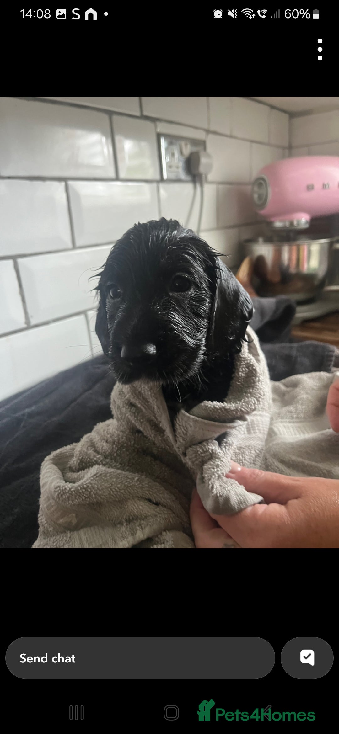 Cocker Spaniel dogs for sale:  Cocker spaniel puppies  - Image 16