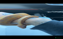 Python Snake reptiles for sale: Banana pastel ball python  - Image 6
