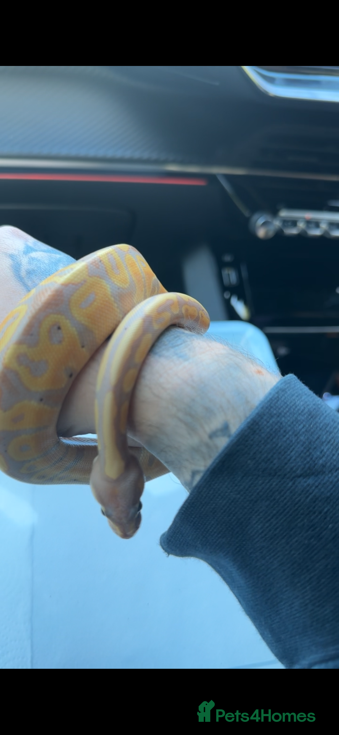 Python Snake reptiles for sale: Banana pastel ball python  - Image 6