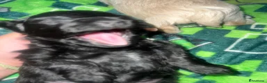 Maltipoo Puppy 2