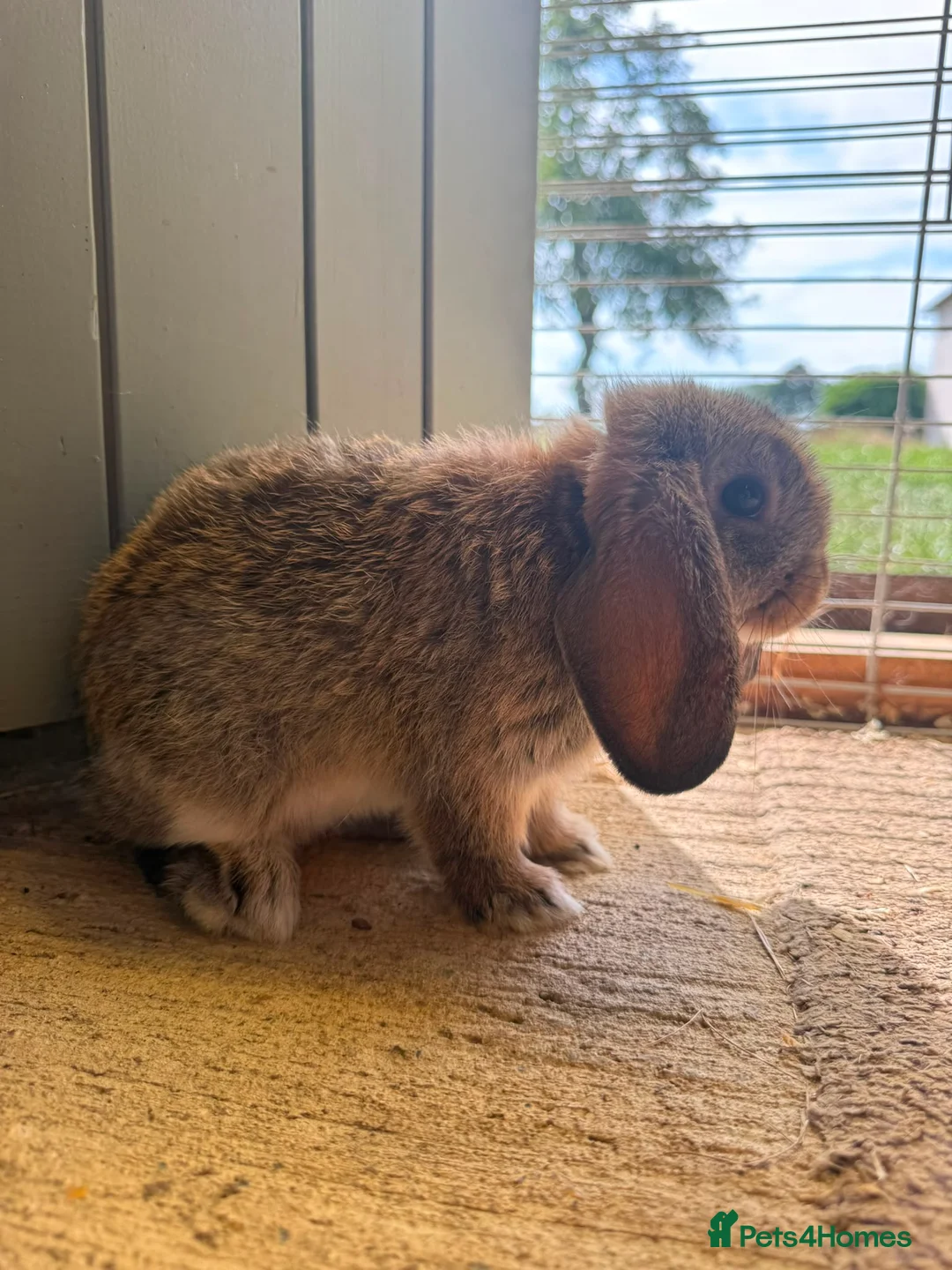 Mini Lop rabbits for sale: Baby lops  - Advert 4