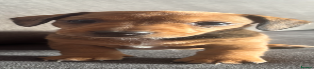 Dachshund Puppy 1