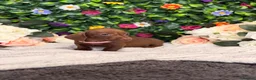 Dachshund dogs for sale: Standard Dachshund Puppies - READY NOW - Advert 20