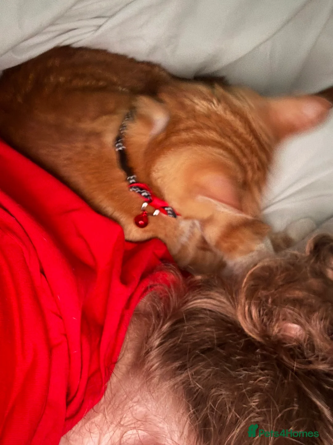 Mixed Breed cats for sale: Marla cat she’s 3 not 2 I can’t change  - Advert 21