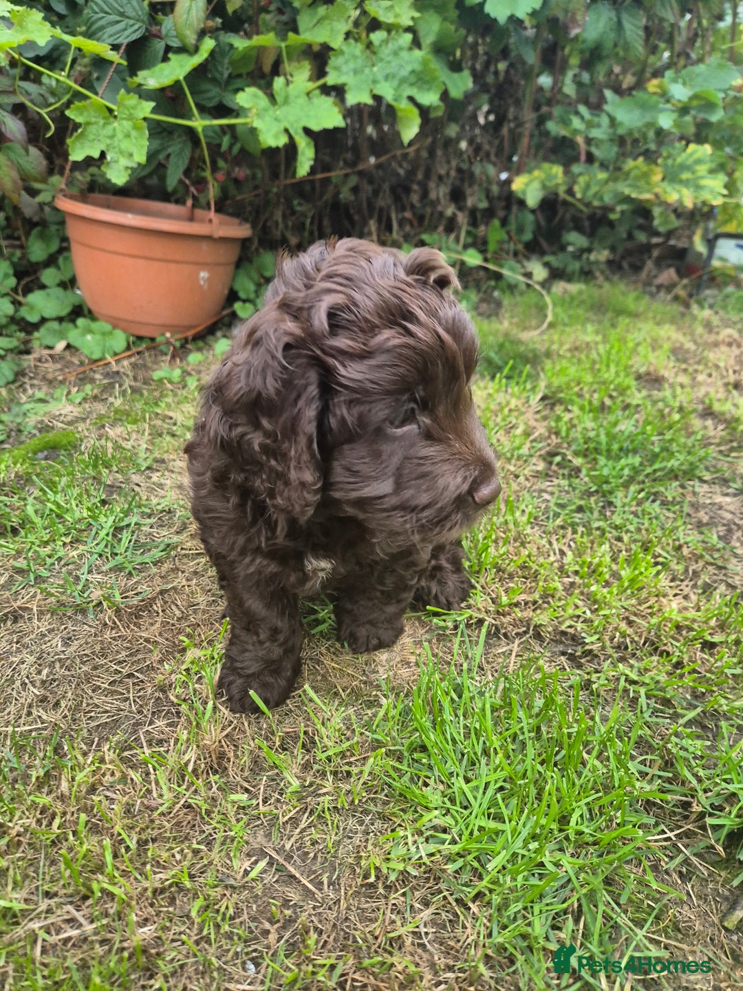 Cockapoo dogs for sale: Beautiful Cockapoo Puppies - Image 2
