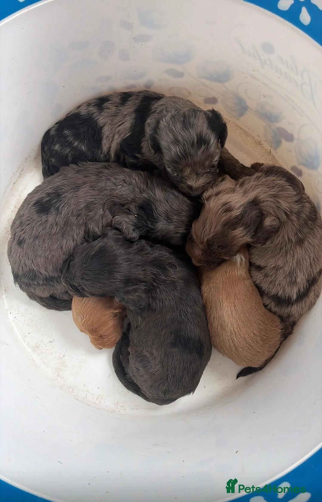 Cockapoo dogs for sale: F1 merle cockapoo puppy’s. - Advert 1