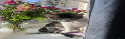 Mixed Breed cats for sale: Luna  - Advert 3