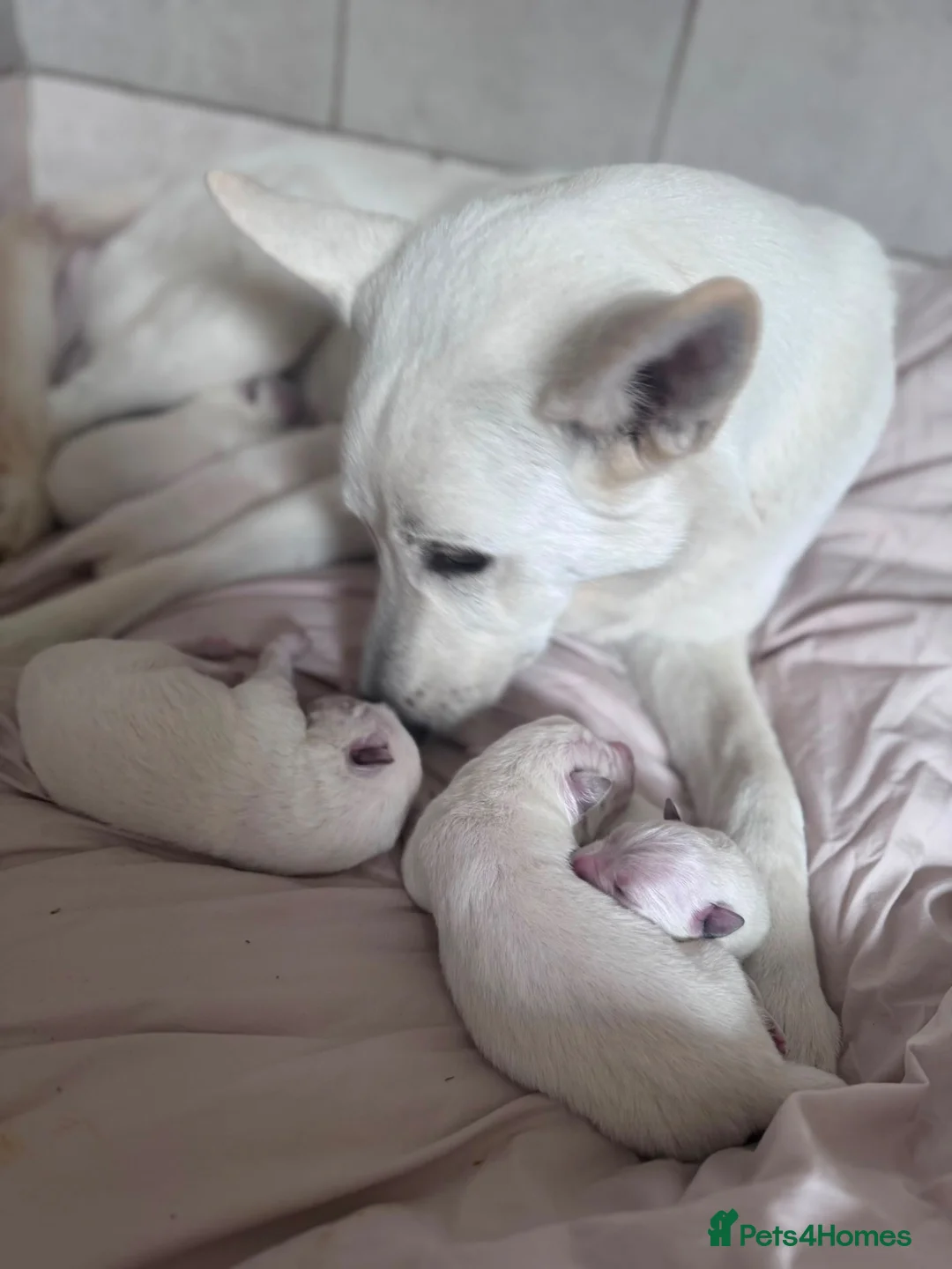 White Swiss Shepherd dogs for sale: White Swiss Shepherd puppies - Advert 13